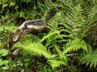 Farne leuchten am Wegrand